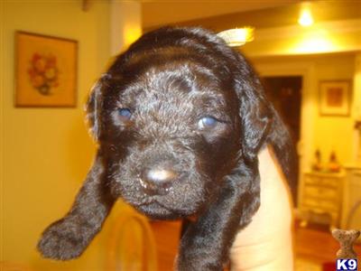 Labradoodle Puppies for Sale